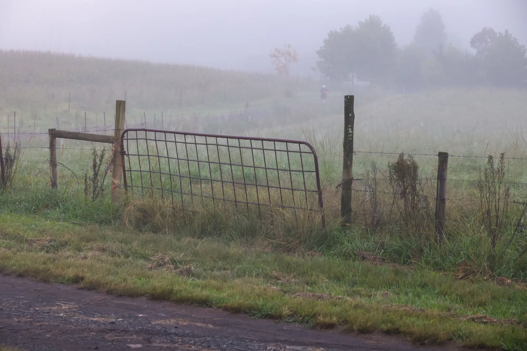 A field gate and stock fence beside a farm track on a misty morning